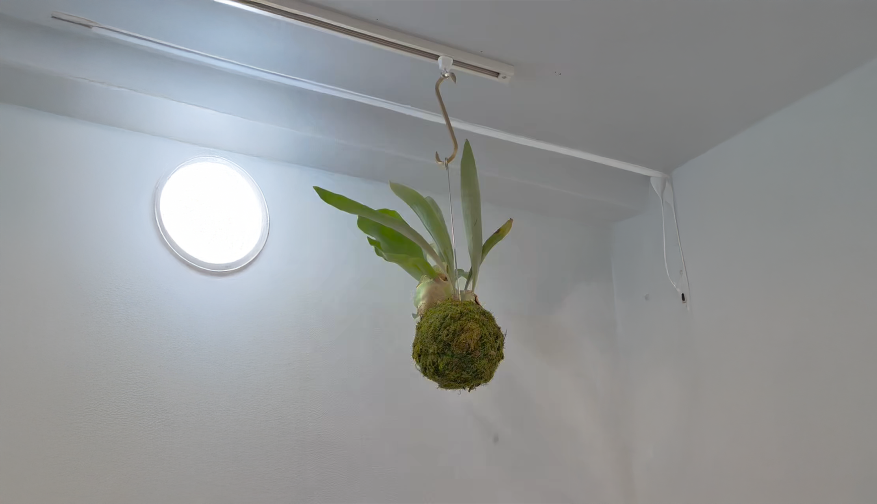 店内のグリーンと空間づくり｜恋氷 神戸南京町